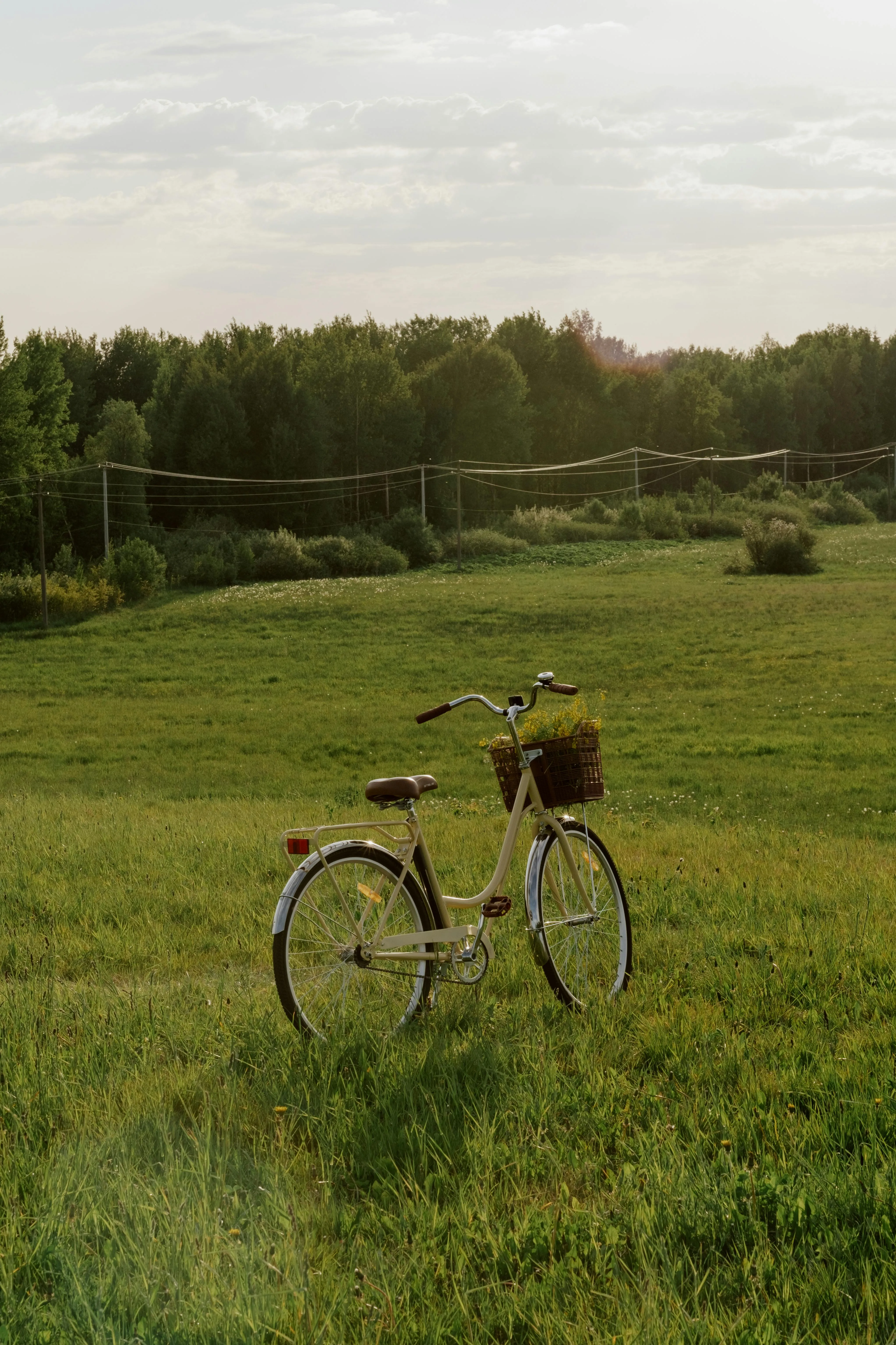 Vélo dans une prairie.
